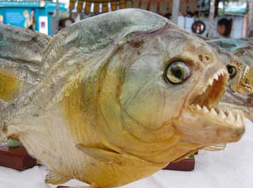 Photo of embalmed piranha at Feira Hippie de Ipanema