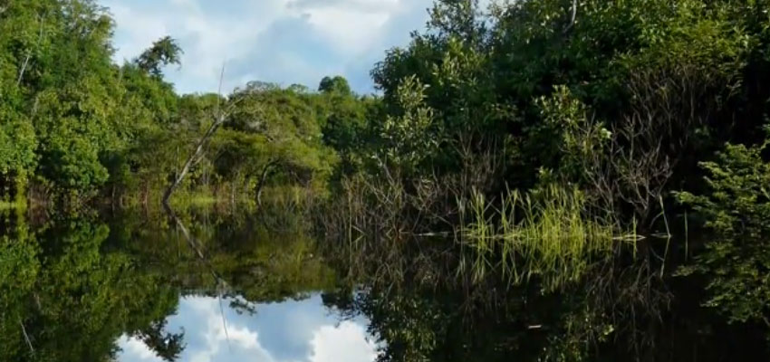 the amazon river